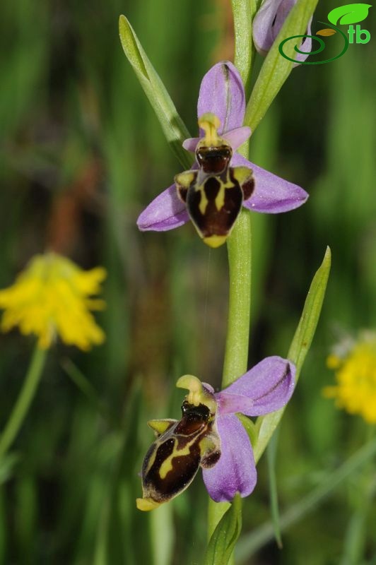 ssp hygrophila