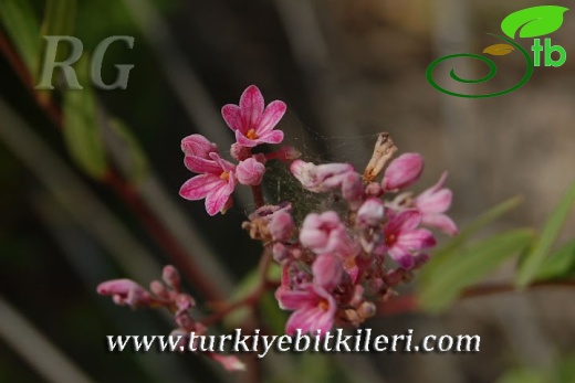 ssp sarmatiense-Datça-Muğla