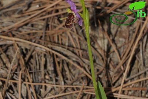 subsp. minutiflora-Denizli