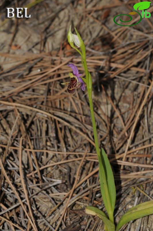 subsp. minutiflora-Denizli