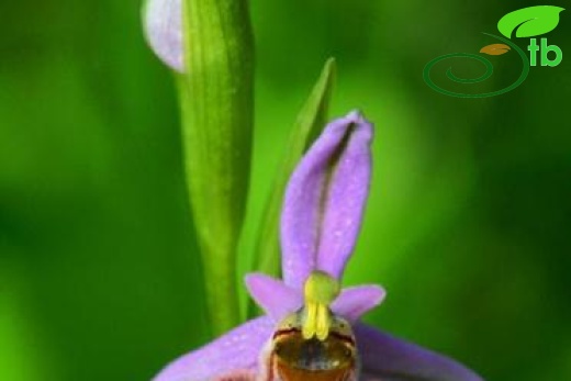 subsp. heterochila