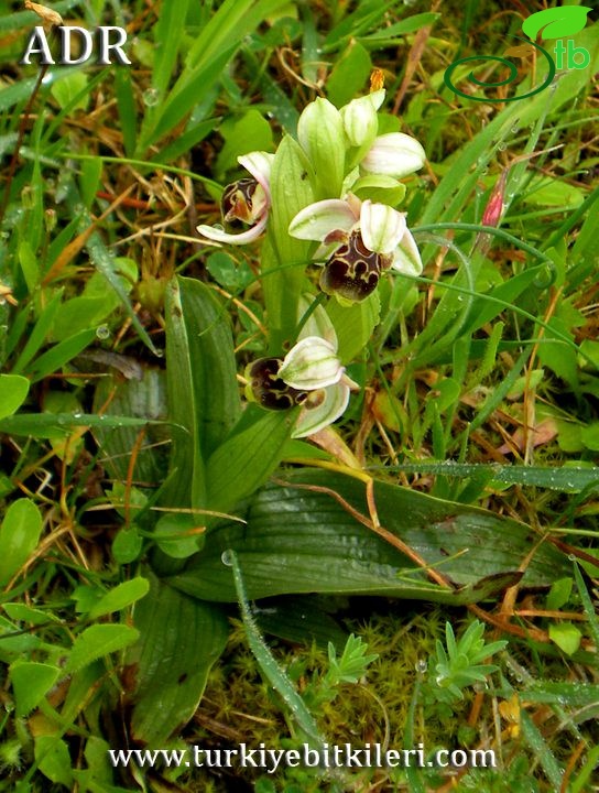 subsp. heterochila