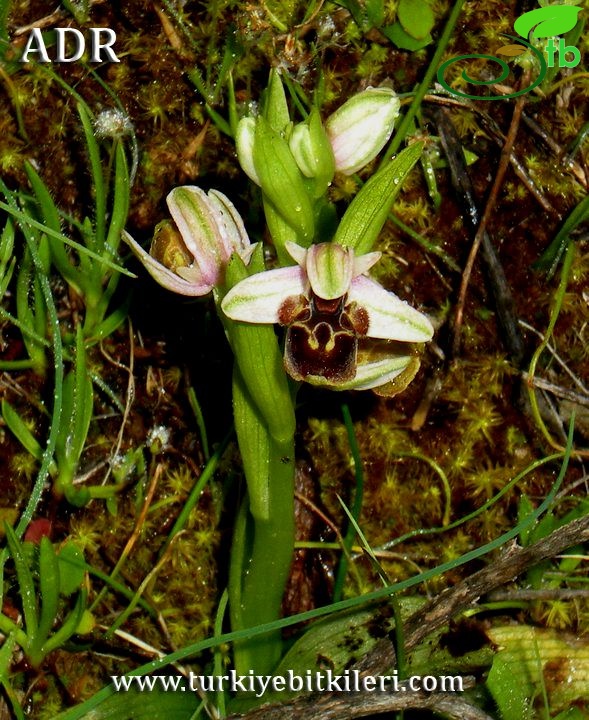 subsp. heterochila