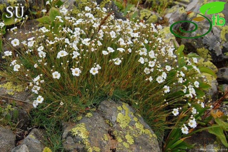 Kaçkar dağları