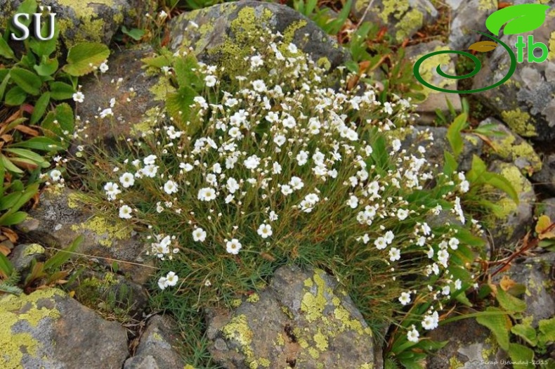 Kaçkar dağları