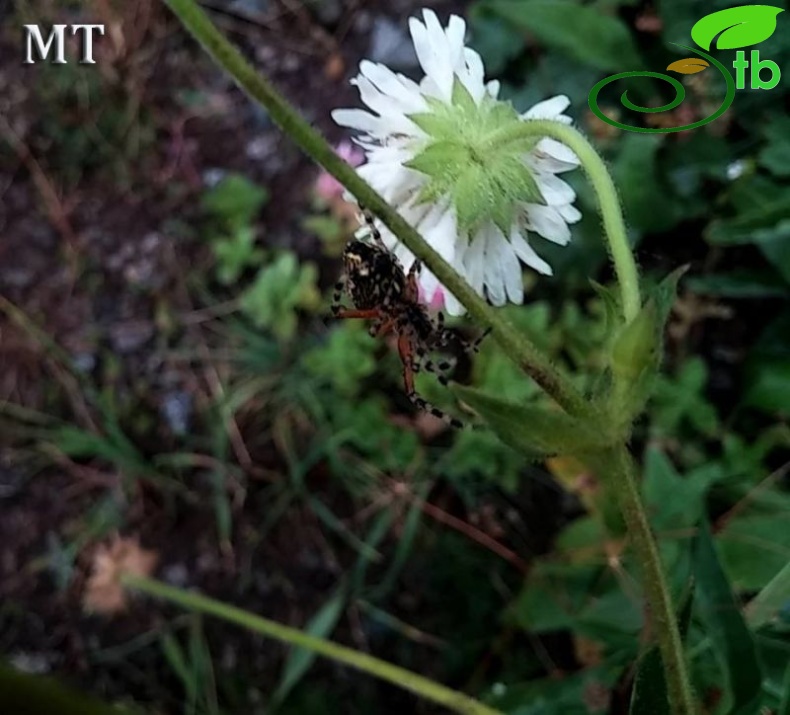 Artvin