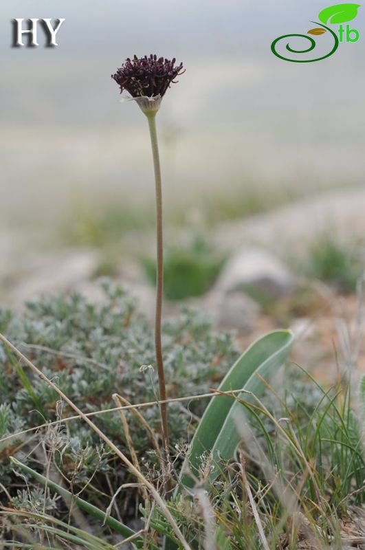 Malatya