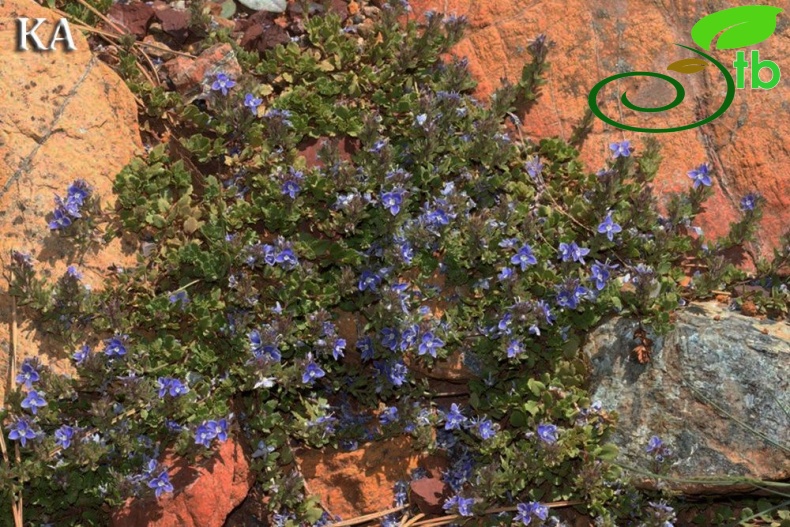 Ssp cuneifolia-Sandras dağı