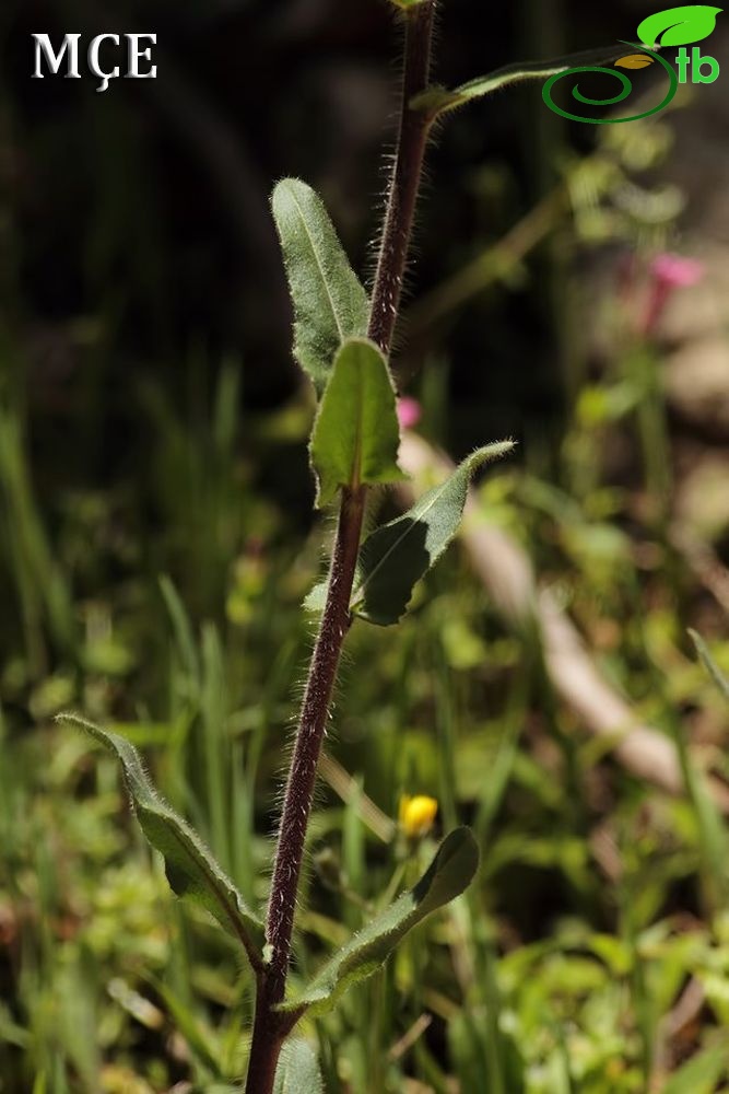 Amanos dağları-Osmaniye