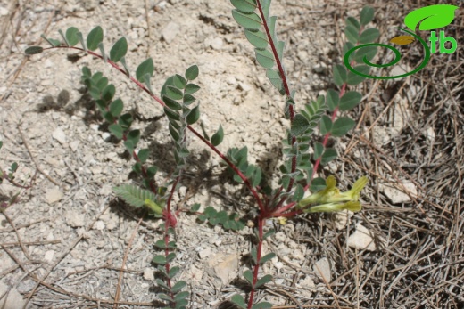 var. hirsutus- Silifke