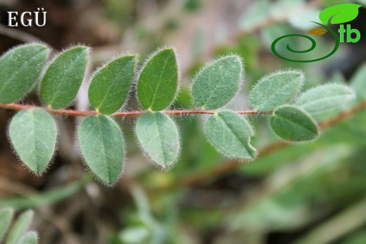 var hirsutus-Mersin