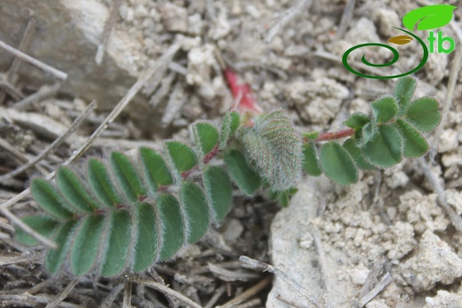 var. hirsutus- Silifke