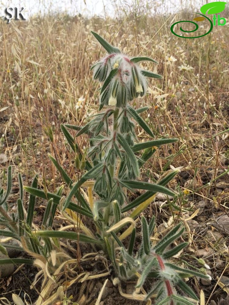 Baskil-Elazığ