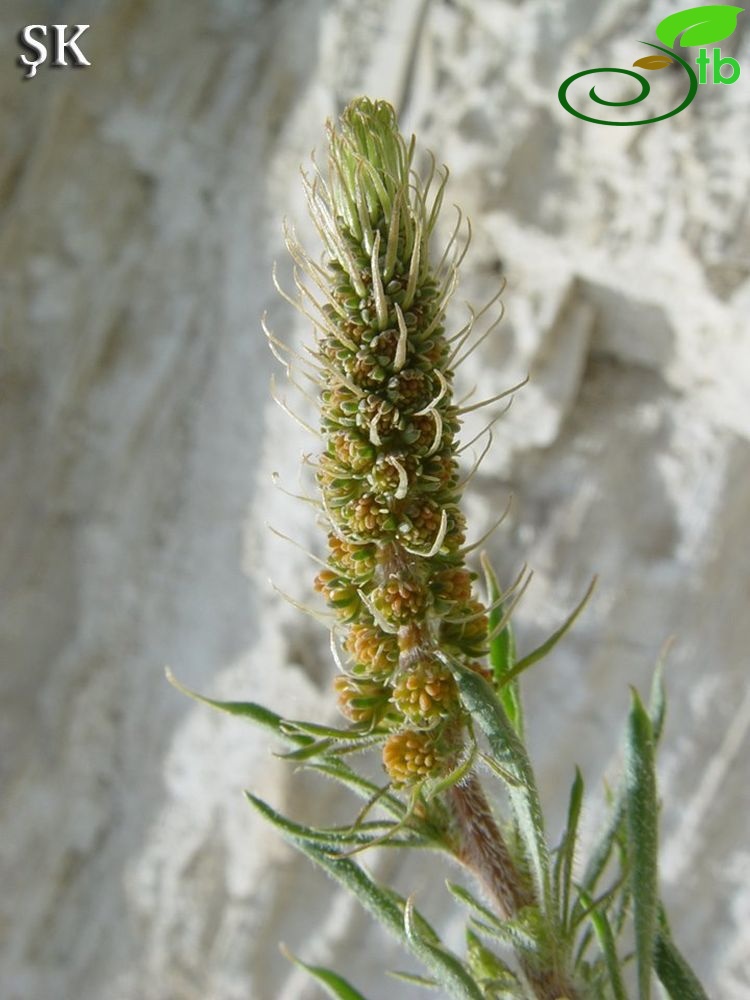 ssp. tomentosa-Hekimhan-Malatya