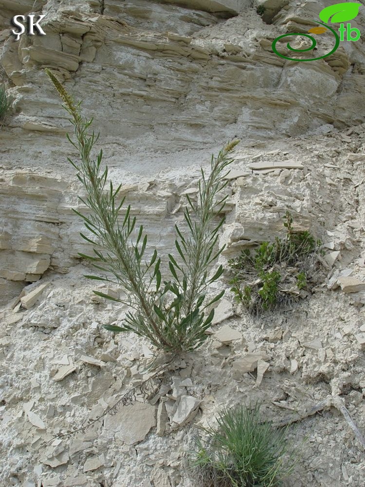 ssp. tomentosa-Hekimhan-Malatya