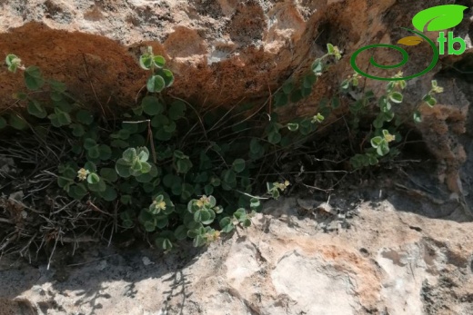Cizre- Şırnak