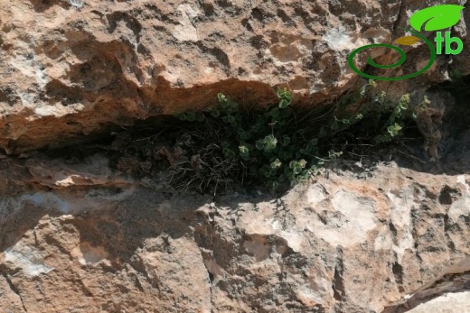 Cizre- Şırnak
