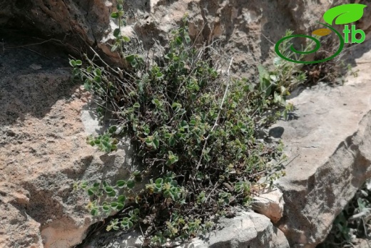 Cizre- Şırnak