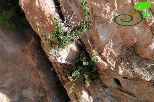 Cizre- Şırnak
