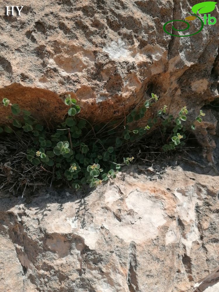Cizre- Şırnak