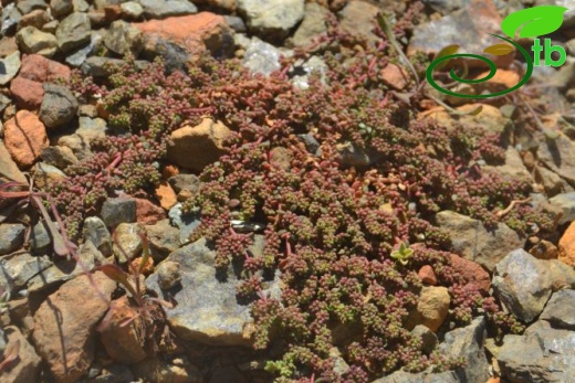 Sandras dağı-Köyceğiz