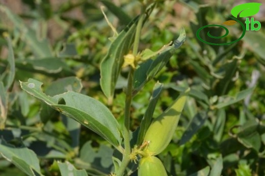 Subsp.pedunculata-Muğla