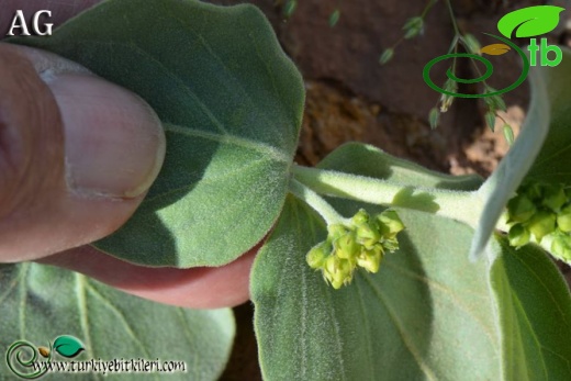 subsp. pedunculata-Izmir