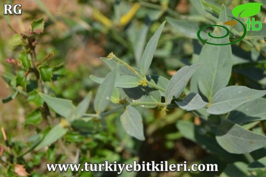 Subsp.pedunculata-Muğla