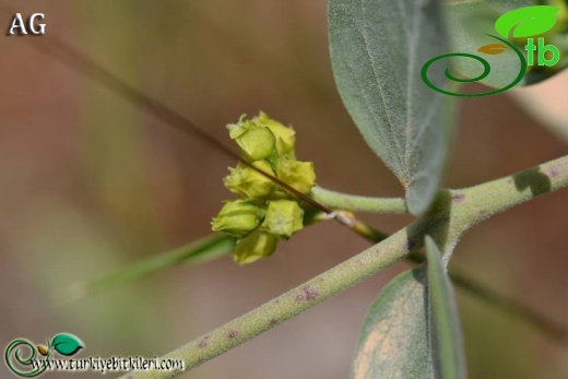 Subsp.pedunculata-İzmir