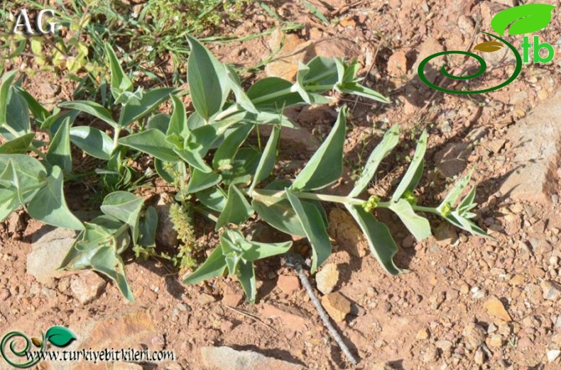 subsp. pedunculata-Izmir