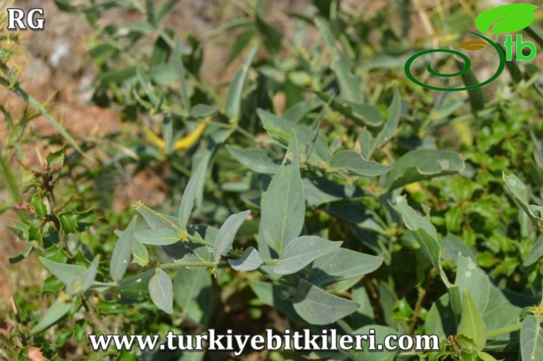 Subsp.pedunculata-Muğla