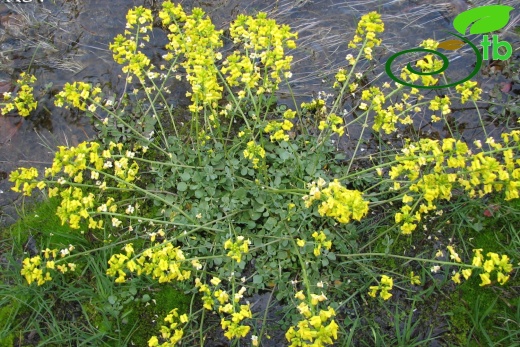 Sandras dağı-Köyceğiz