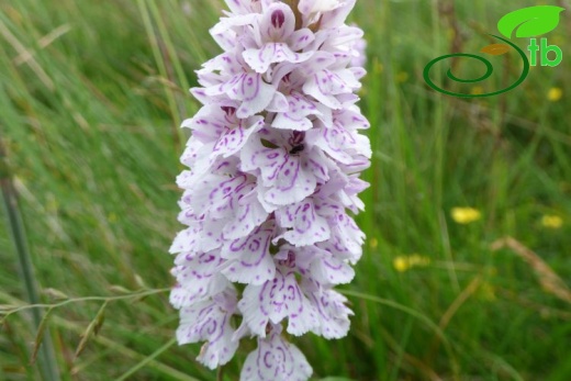 ssp ericetorum-İngiltere