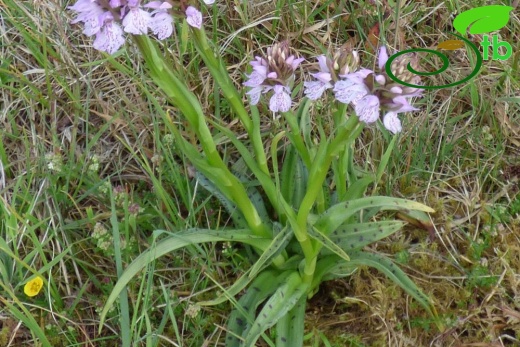 ssp ericetorum-İngiltere