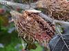 var purpurea-İngiltere