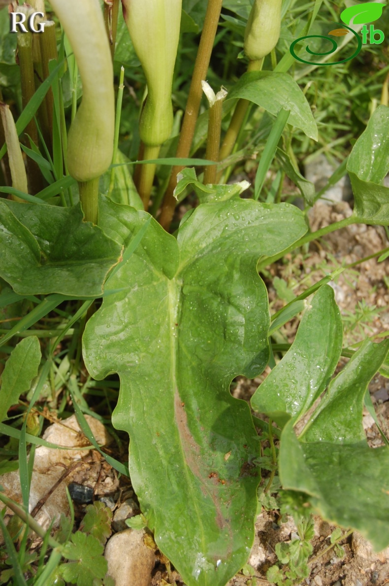 Yeniçağa-Bolu