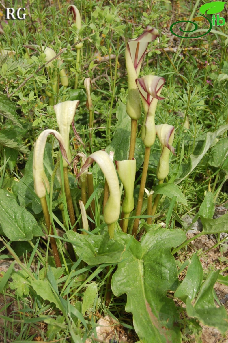 Yeniçağa-Bolu