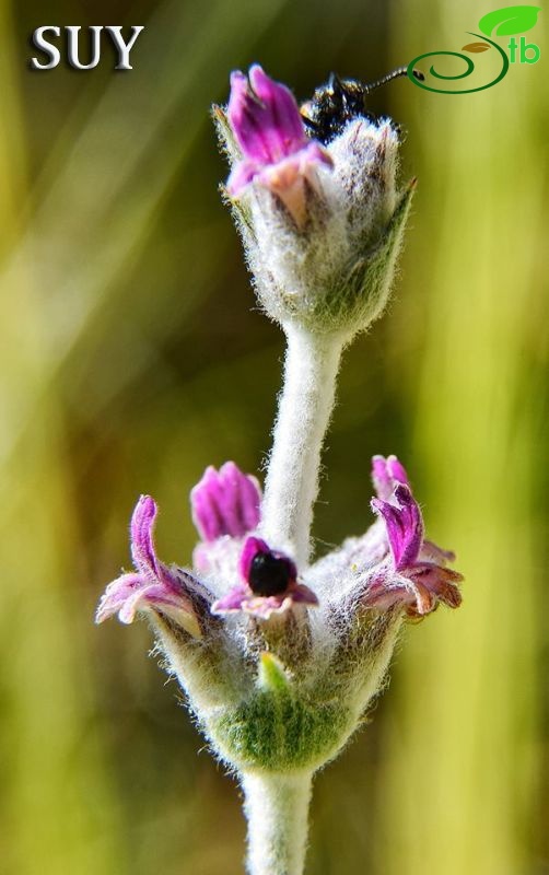 ssp violescens-Akseki-Antalya