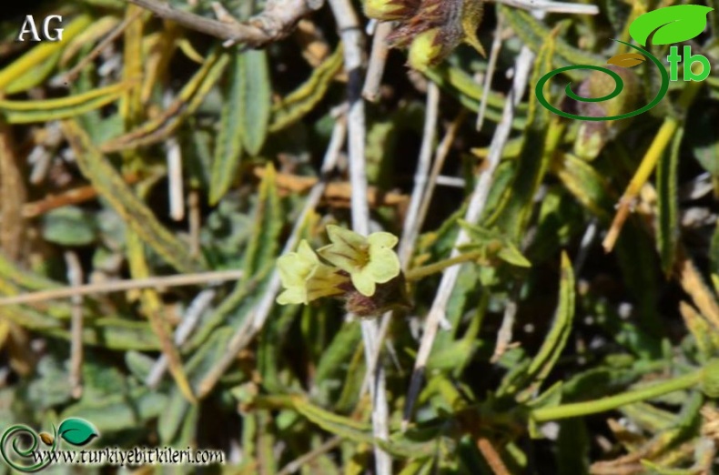 ssp linearis-Babadağ-Fethiye