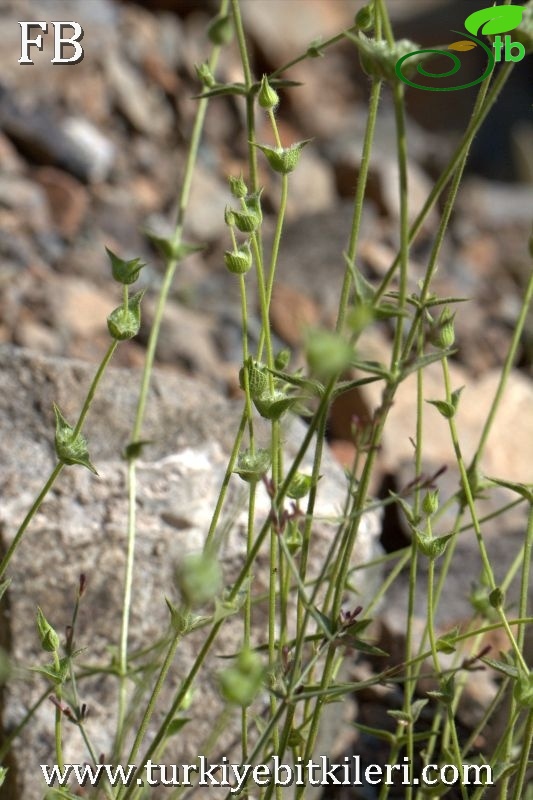 ssp linearis-Sandras dağı