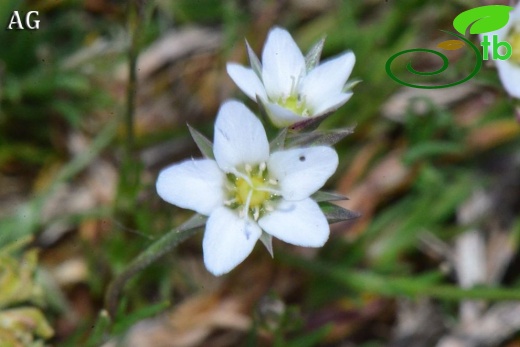 var erythrosepala-Samsun