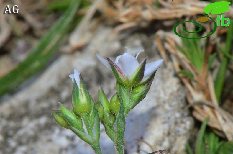 var erythrosepala-Samsun