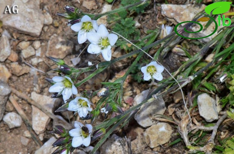 var erythrosepala-Samsun