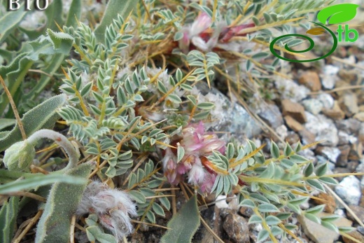 Sandras dağı-Köyceğiz