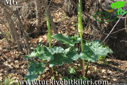 var virescens-Mardin