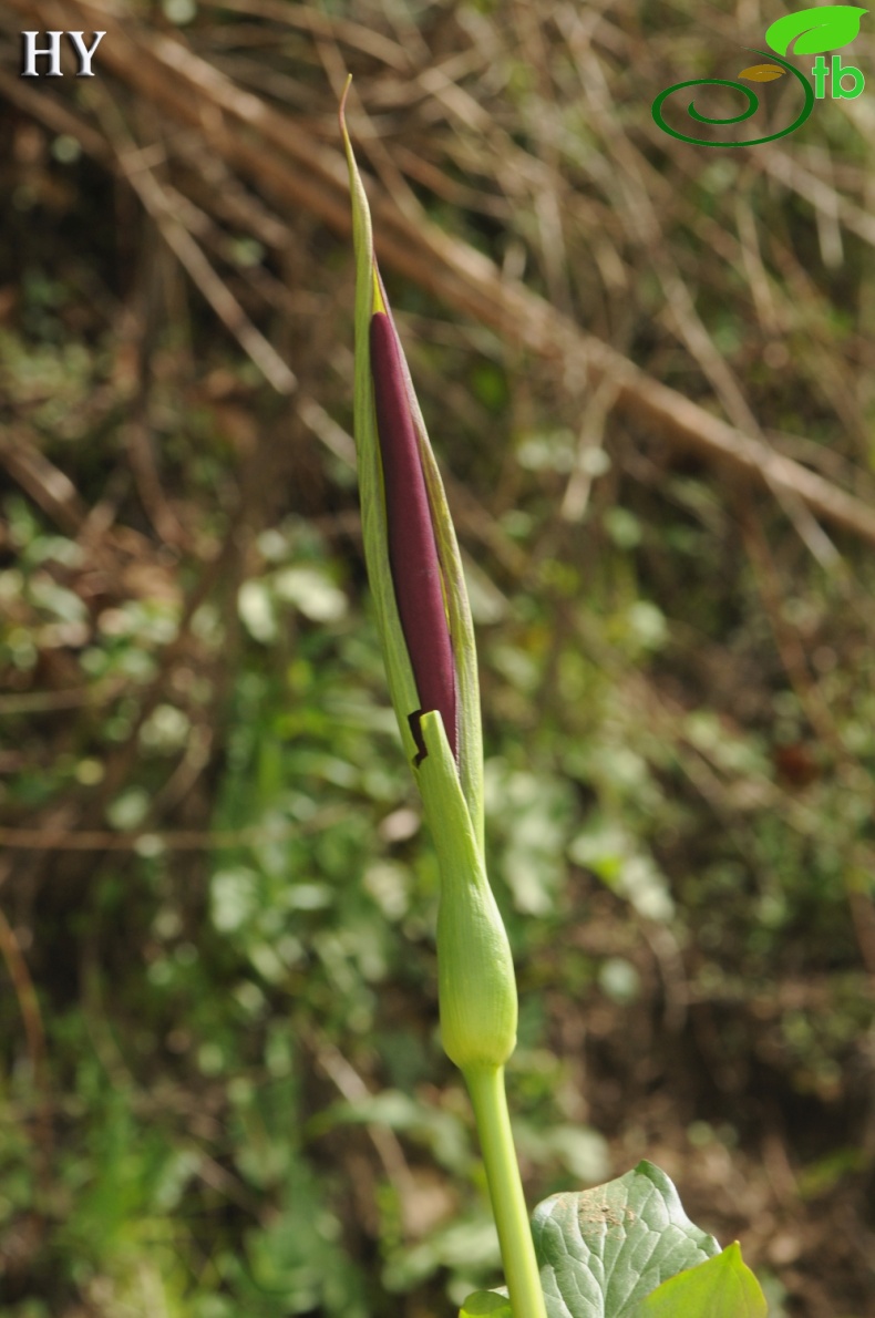 var. virescens İzmir
