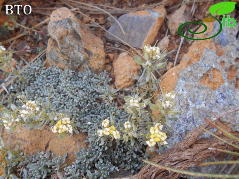 Sandras dağı-Köyceğiz