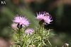 subsp. lycaonicum-Sandras