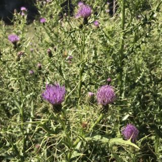 ssp lycaonicum-Sandras dağı