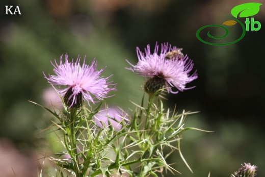 subsp. lycaonicum-Sandras